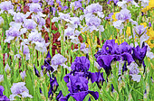 Iris Garden Massif (Iris germanica) mixed: Iris 'Mary Frances' and Iris 'Matinata'