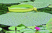 Water lilies, in front: Spiny water lily (Euryale ferox), behind: Giant water lily (Victoria regia)