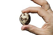 Common Quail (Coturnix coturnix) egg held in hand on white background