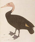 Pink-headed Duck Rhodonessa caryophyllacea Was a large diving duck that was once found in parts of the Gangetic plains of India, Bangladesh and in the riverine swamps of Myanmar but feared extinct since the 1950s Painting by Bhawani Das, of a living specimen in the collection of Lady Impey, circa 1777.