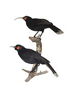 Huia (Heteralocha acutirostris). extinct species of New Zealand wattlebird, endemic to the North Island of New Zealand. The last confirmed sighting of a huia was in 1907