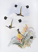 Marvellous Spatuletail (Loddigesia mirabilis) from John Gould's monograph of the Hummingbirds published 1849 to 87
