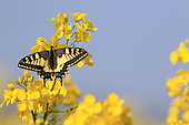 Old World Swallowtail (Papilio machaon) on flower in spring