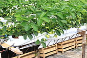 Cultivation of strawberries above ground in greenhouse in spring