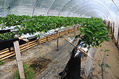 Cultivation of strawberries above ground in greenhouse in spring