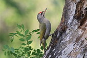 Grey-headed woodpecker (Picus canus) on a trunk in spring