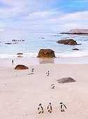 Jackass penguins (Spheniscus demersus) on a beach, Boulders Beach, South Africa