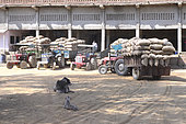 Problem of long-term storage of potatoes in India in order to minimize losses due to physiological processes (transpiration, respiration, germination) and to fight against diseases of conservation and pests. India lacks warehouses and queues of several days are necessary for farmers to store their crops, State of Uttar Pradesh and Rajasthan, India