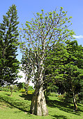 Baobab Tree, Deshaies Botanical Garden, Guadeloupe