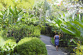 Alley of the Deshaies Botanical Garden, Guadeloupe