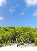 Vegetation contributing to the setting of sand near the beach of Grandes Salines, Pointe aux Chateaux, Grande Terre, Guadeloupe, French West Indies