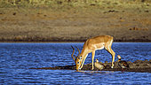 Common Impala (Aepyceros melampus) and Egyptian goose (Alopochen aegyptiaca) in Kruger National park, South Africa