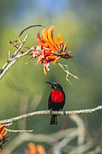 Scarlet-chested Sunbird (Chalcomitra senegalensis) in Kruger National park, South Africa