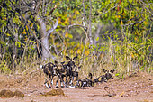 African wild dogs (Lycaon pictus) in Kruger National park, South Africa