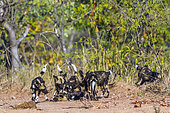 African wild dogs (Lycaon pictus) in Kruger National park, South Africa