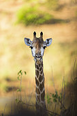 Giraffe (Giraffa Camelopardalis ), South Africa, Kruger national park