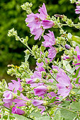 Lavatera clementii 'Brendon's Spring'