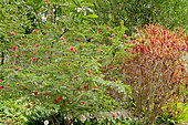 Calliandra haematocephala, Cordyline stricta 'Rubra', Jardin de Aclimatacion de la Orotava, Puerto de La Cruz, Tenerife, Iles Canaries, Espagne