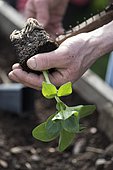 Transplanting pot-grown Broad bean 'D'Aguadulce' in to open bed