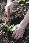 Transplanting pot-grown Broad bean 'D'Aguadulce' in open bed