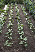 Dwarf French beans 'De Rocquencourt' (left) and 'Calvy' (right)