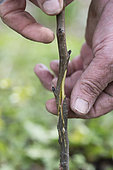 Execute of a complicated English-style graft to obtain a pear tree 'Bon Chrétien William's'. Graft: Pear tree 'Good Christian William's'. Rootstock: Cognassier de Provence
