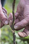 Execute of a complicated English-style graft to obtain a pear tree 'Bon Chrétien William's'. Graft: Pear tree 'Good Christian William's'. Rootstock: Cognassier de Provence
