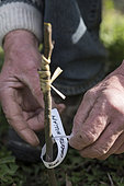 Execute of a complicated English-style graft to obtain a pear tree 'Bon Chrétien William's'. Graft: Pear tree 'Good Christian William's'. Rootstock: Cognassier de Provence