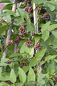 Potato Bean or American Groundnut (Apios americana)