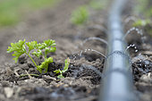 Drip irrigation of Curly-leaved parsley, Potager du Roi