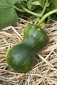 Winter squash (Cucurbita moschata) 'Shishigatani'