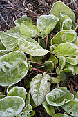 Sorrel (Rumex acetosa) in frost