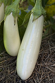 White eggplant 'Casper'