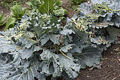 Using Tomato side shoots to protect Cabbages against Whiteflies (Trialeurodes vaporariorum)