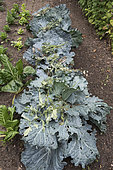 Using Tomato side shoots to protect Cabbages against Whiteflies (Trialeurodes vaporariorum)