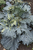 Using Tomato side shoots to protect Cabbages against Whiteflies (Trialeurodes vaporariorum)