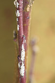 Peach powdery mildew fungus (Sphaerotheca pannosa), Oidium on peach branch due to excessive vigor of the tree.