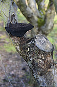 Shaggy bracket (Inonotus hispidus) dead on apple tree