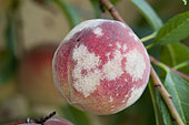 Rose powdery mildew (Podosphaera pannosa = Sphaeroteca pannosa) on peach