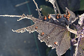 Larvae of Colorado Beetle (Leptinotarsa decemlineata) on Aubergine 'Pusa purple pluster' leaf