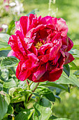 Peony 'Chippewa' in bloom in a garden