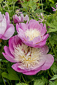 Pivoine de Chine 'Bowl of Beauty' en fleur dans un jardin