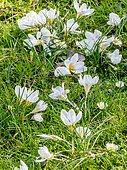 Crocus chrysanthus 'Ard Schenk'