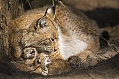 European lynx family, mother with cubs, (lynx lynx)