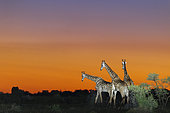 Girafe (Giraffa camelopardalis). Réserve de Madikwe. Province du Nord-Ouest. Afrique du Sud