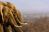 African bush elephant (Loxodonta africana) drinking. Madikwe Game Reserve. North West Province. South Africa