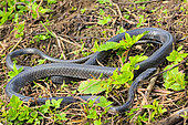 Sulawesi Black Racer (Ptyas dipsas) Endemic from Sulawesi. Tomohon, North Sulawesi.