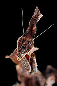Ghost mantis (Phyllocrania paradoxa) on black background