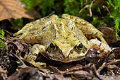 Common frog (Rana temporaria), France