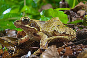 Common frog (Rana temporaria), France